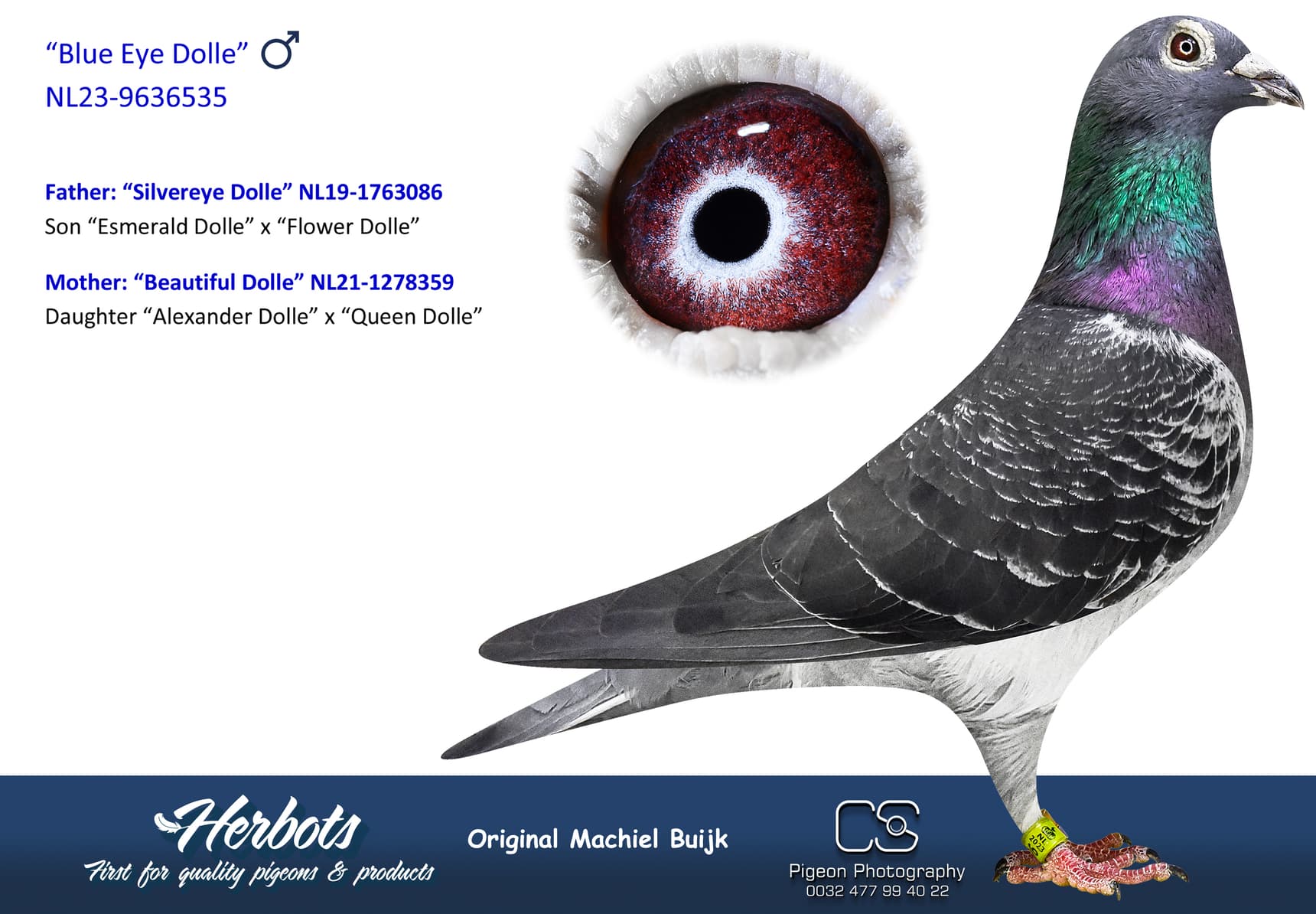 pigeon: undefined