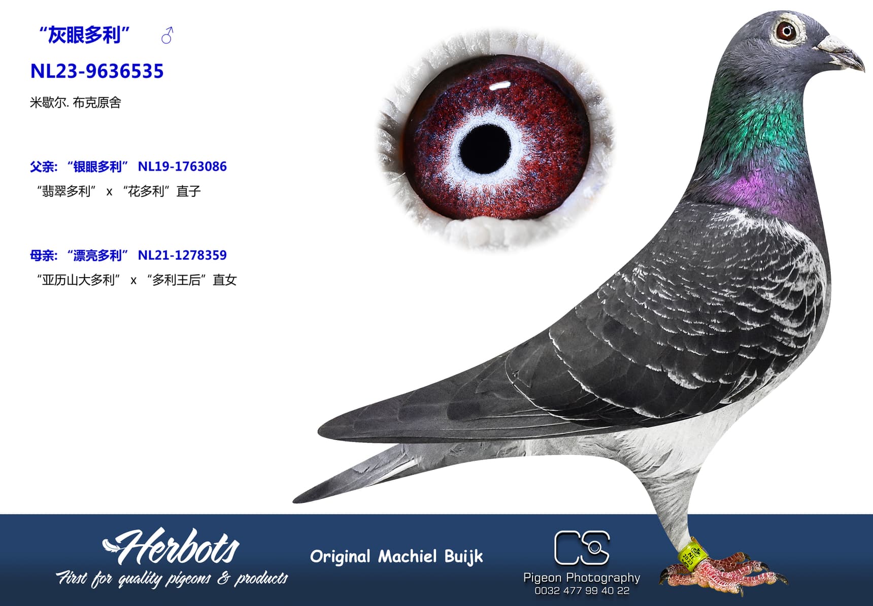 pigeon: undefined