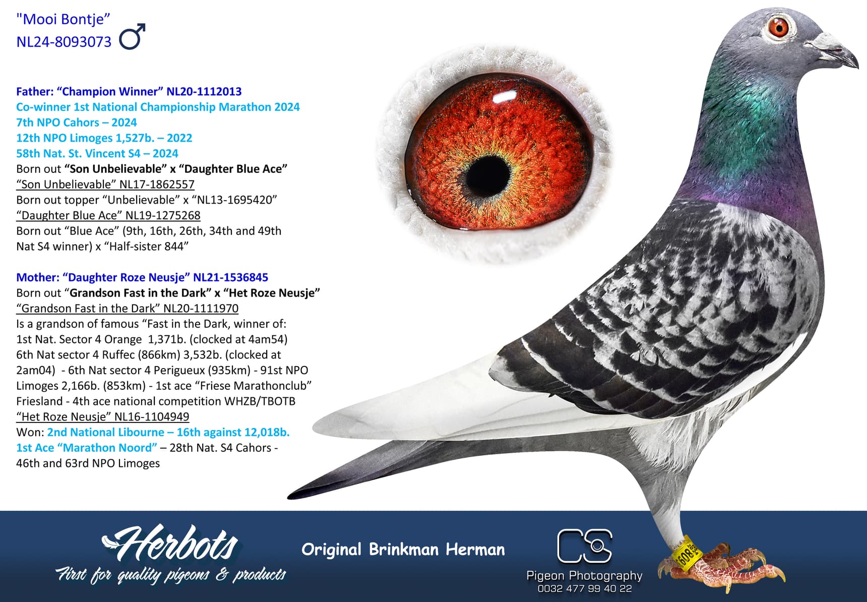 pigeon: undefined