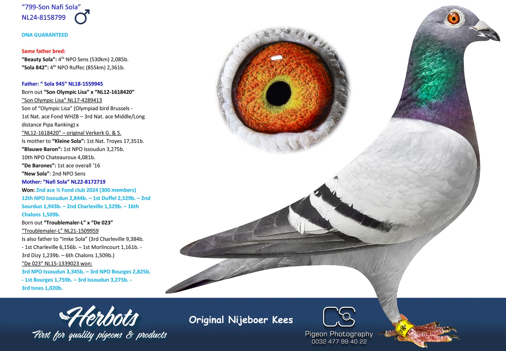 pigeon: undefined