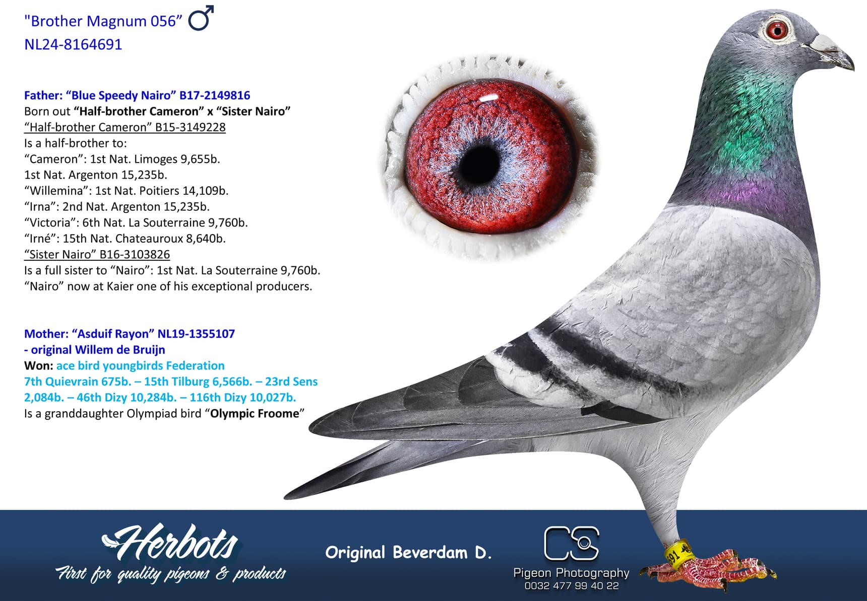 pigeon: undefined