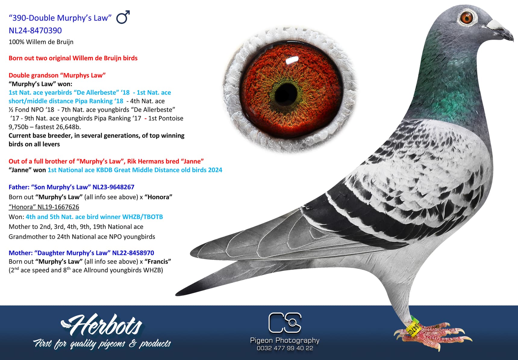 pigeon: undefined