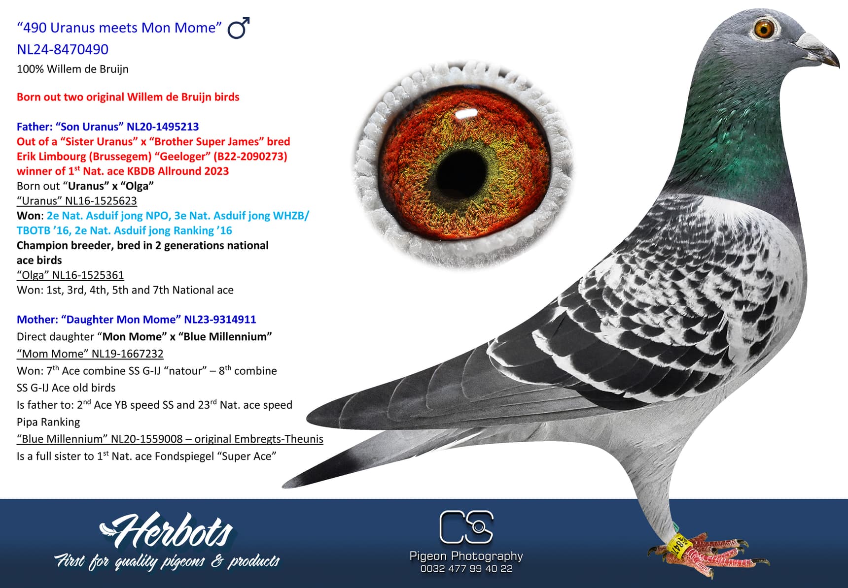 pigeon: undefined