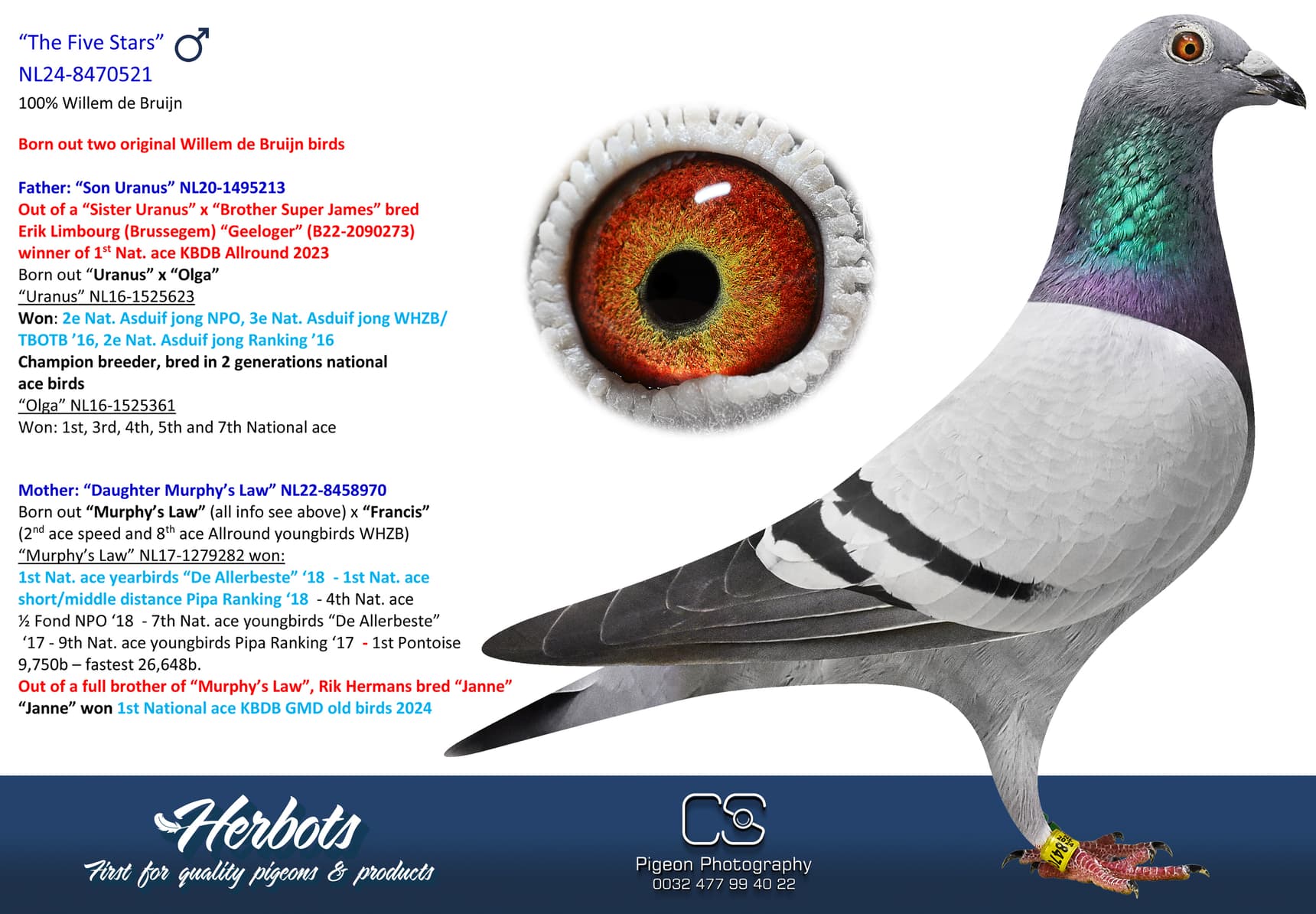 pigeon: undefined
