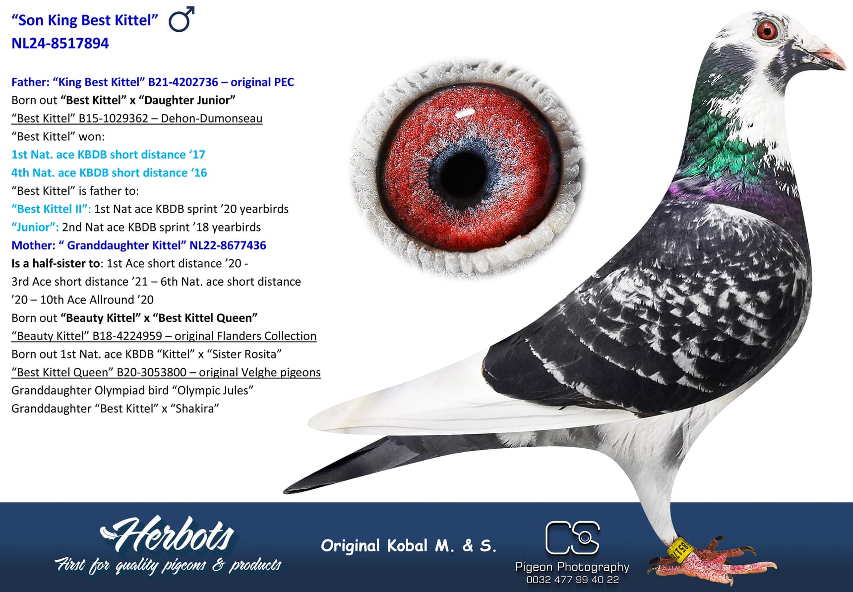 pigeon: undefined