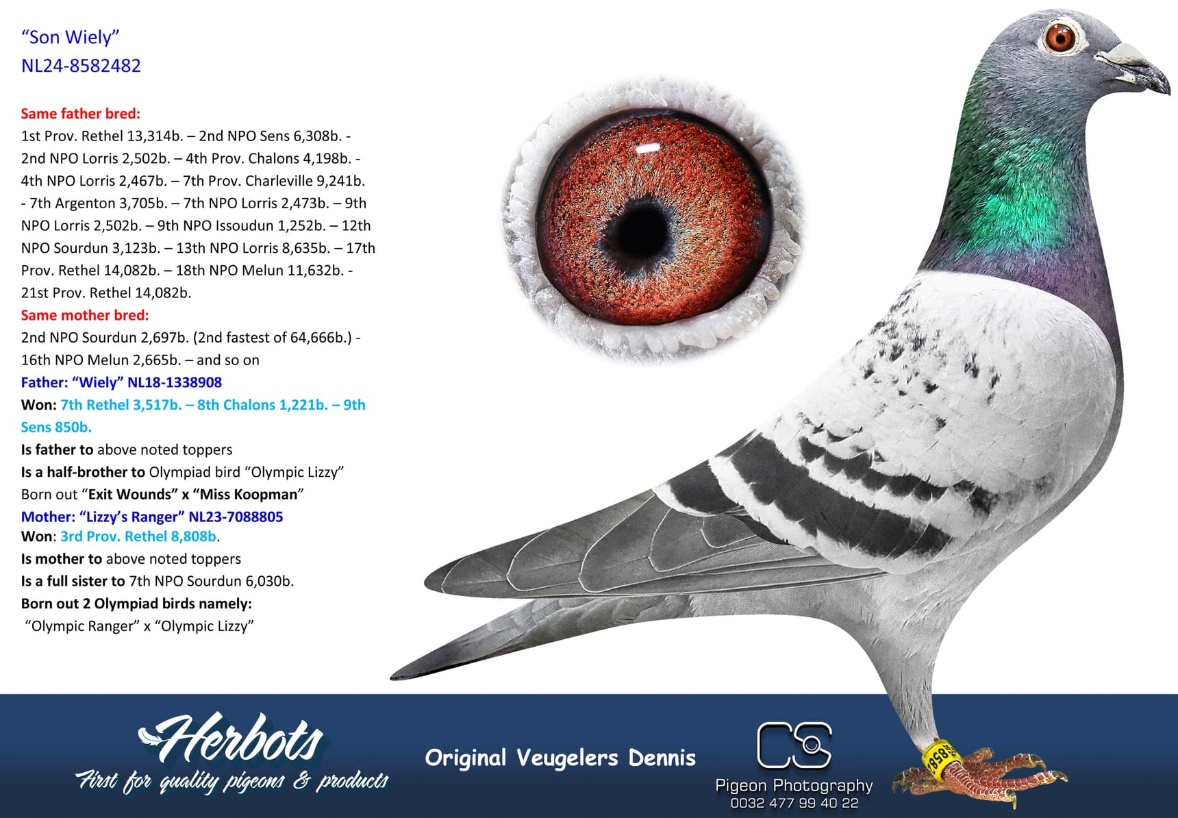 pigeon: undefined