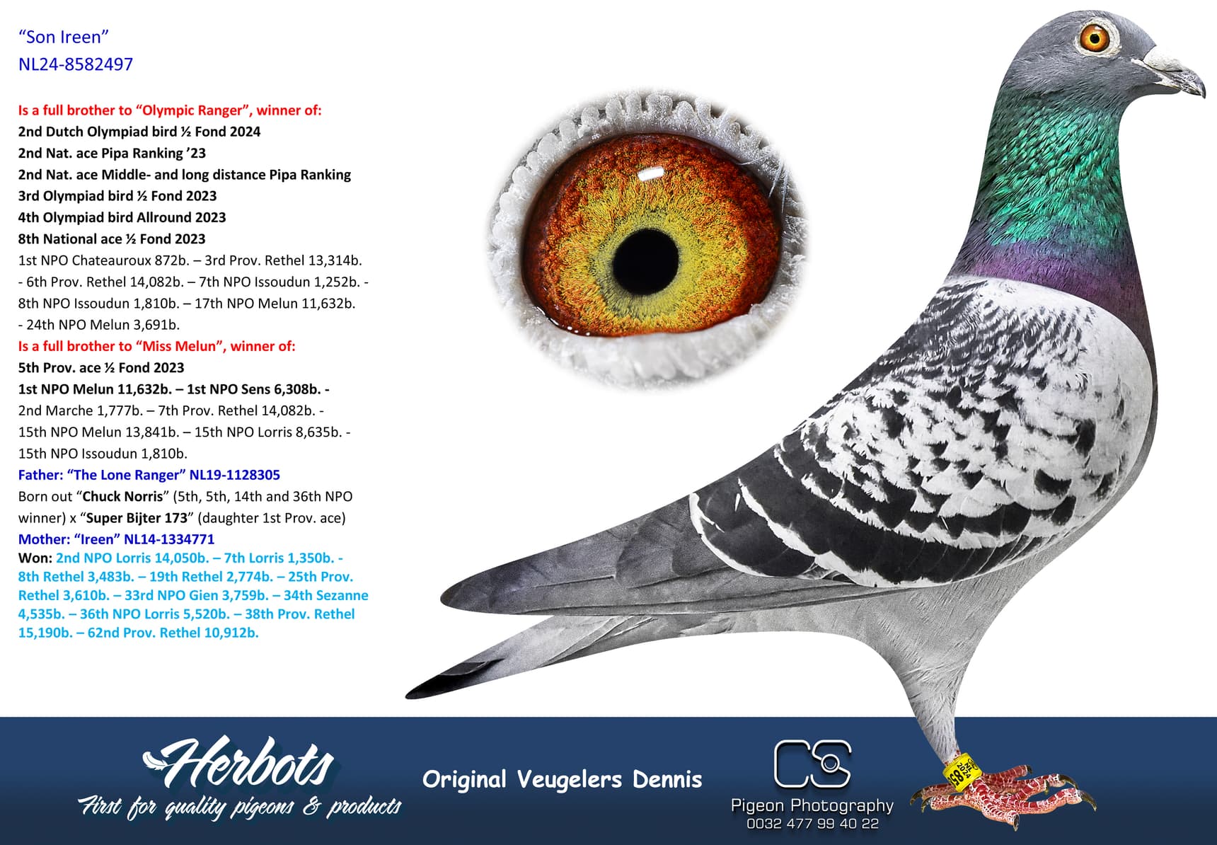 pigeon: undefined