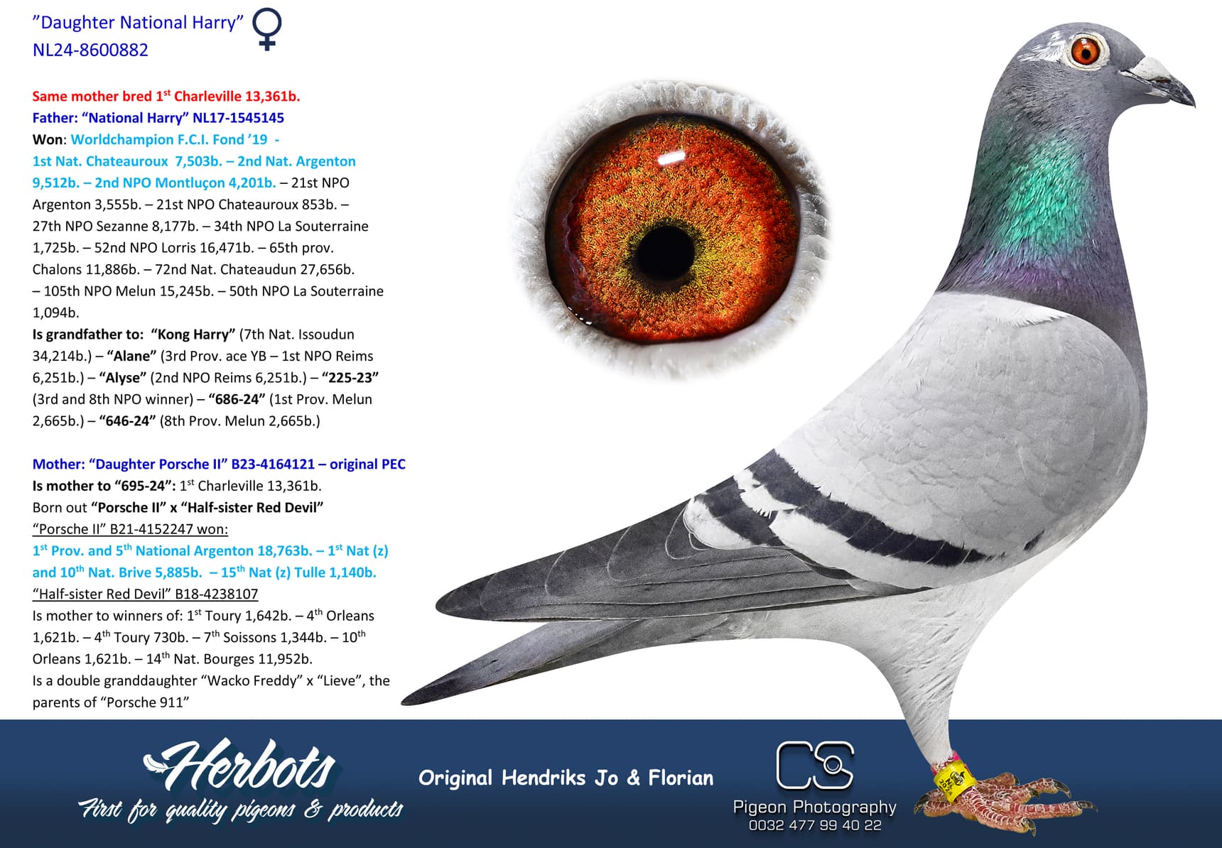 pigeon: undefined