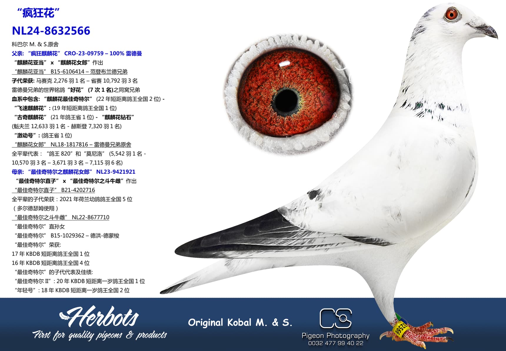 pigeon: undefined
