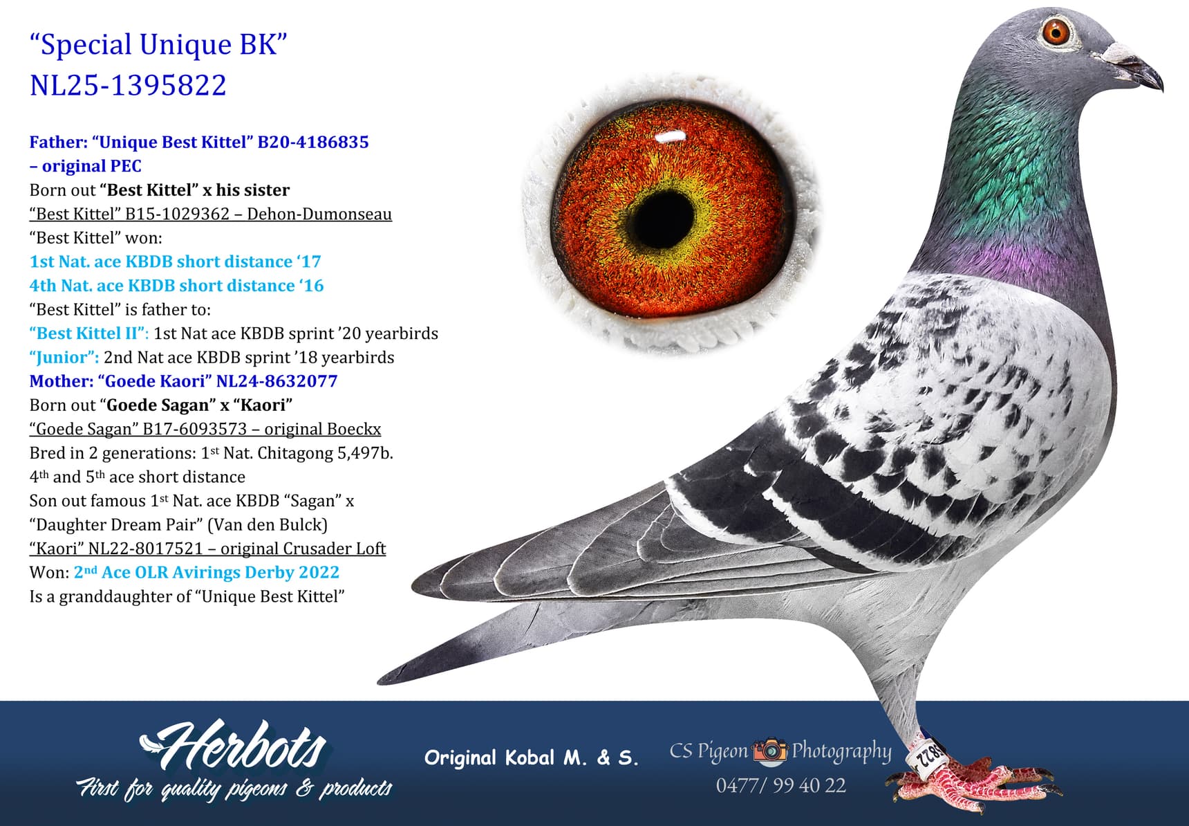 pigeon: undefined