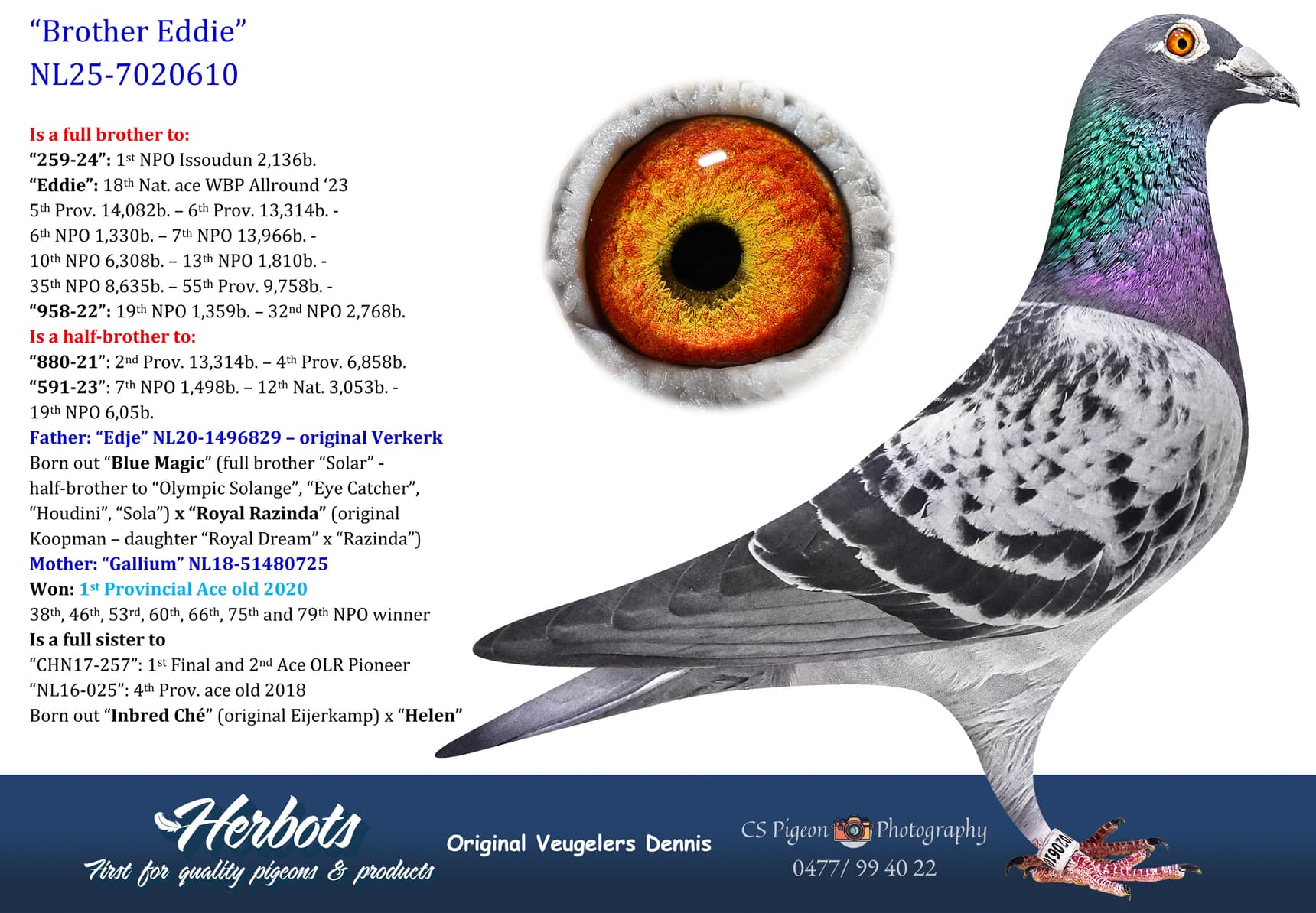 pigeon: undefined