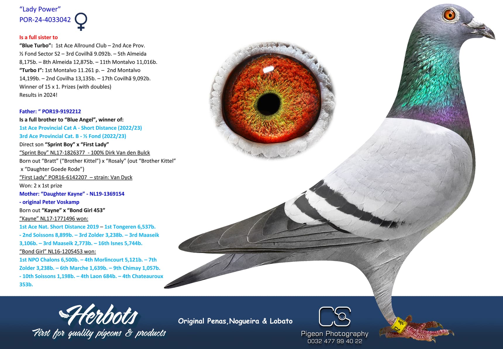 pigeon: undefined