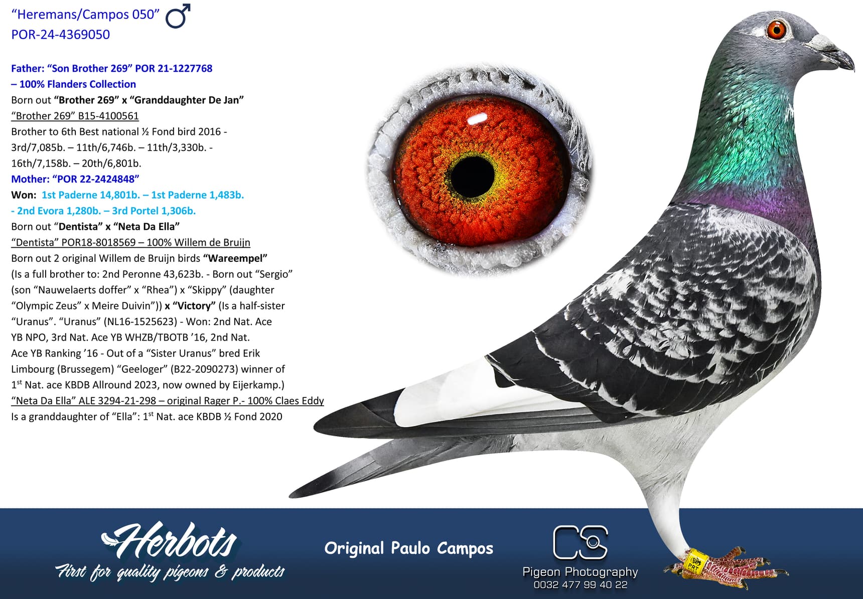 pigeon: undefined