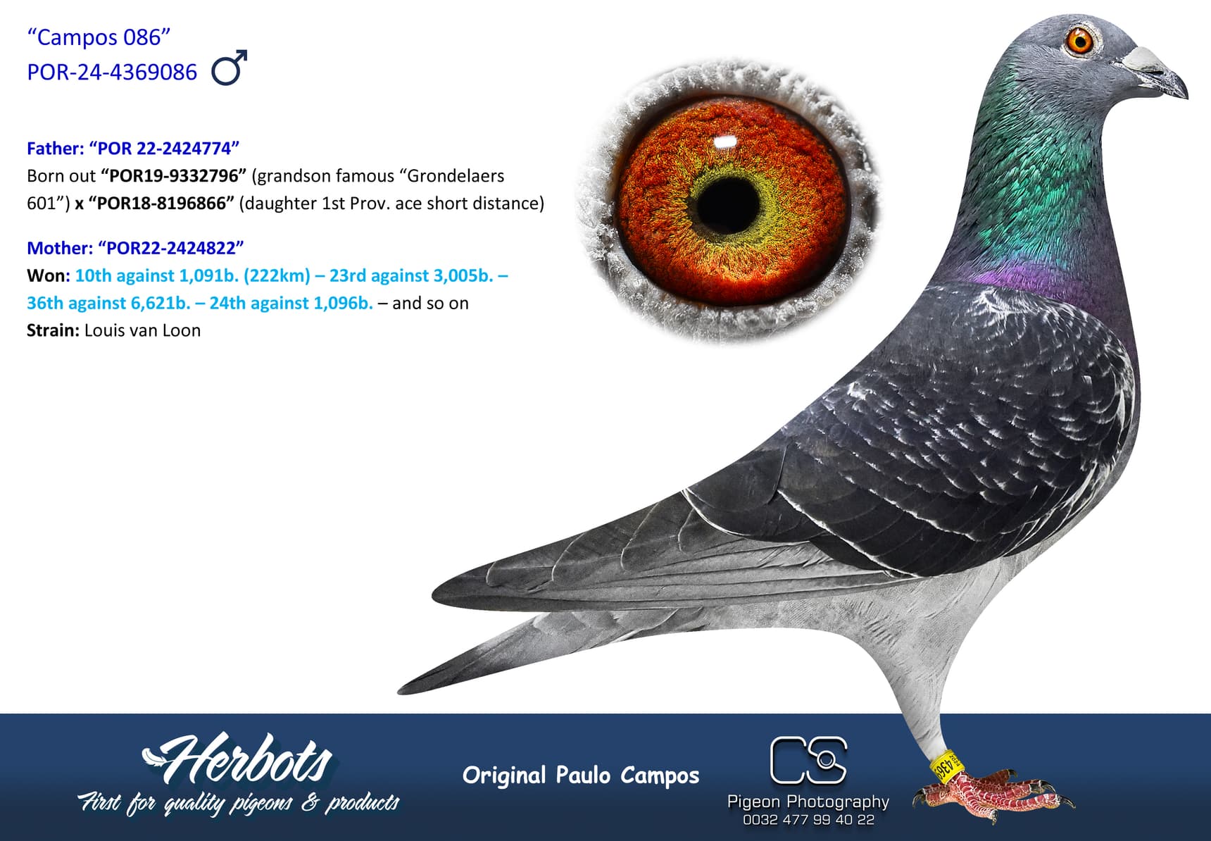 pigeon: undefined