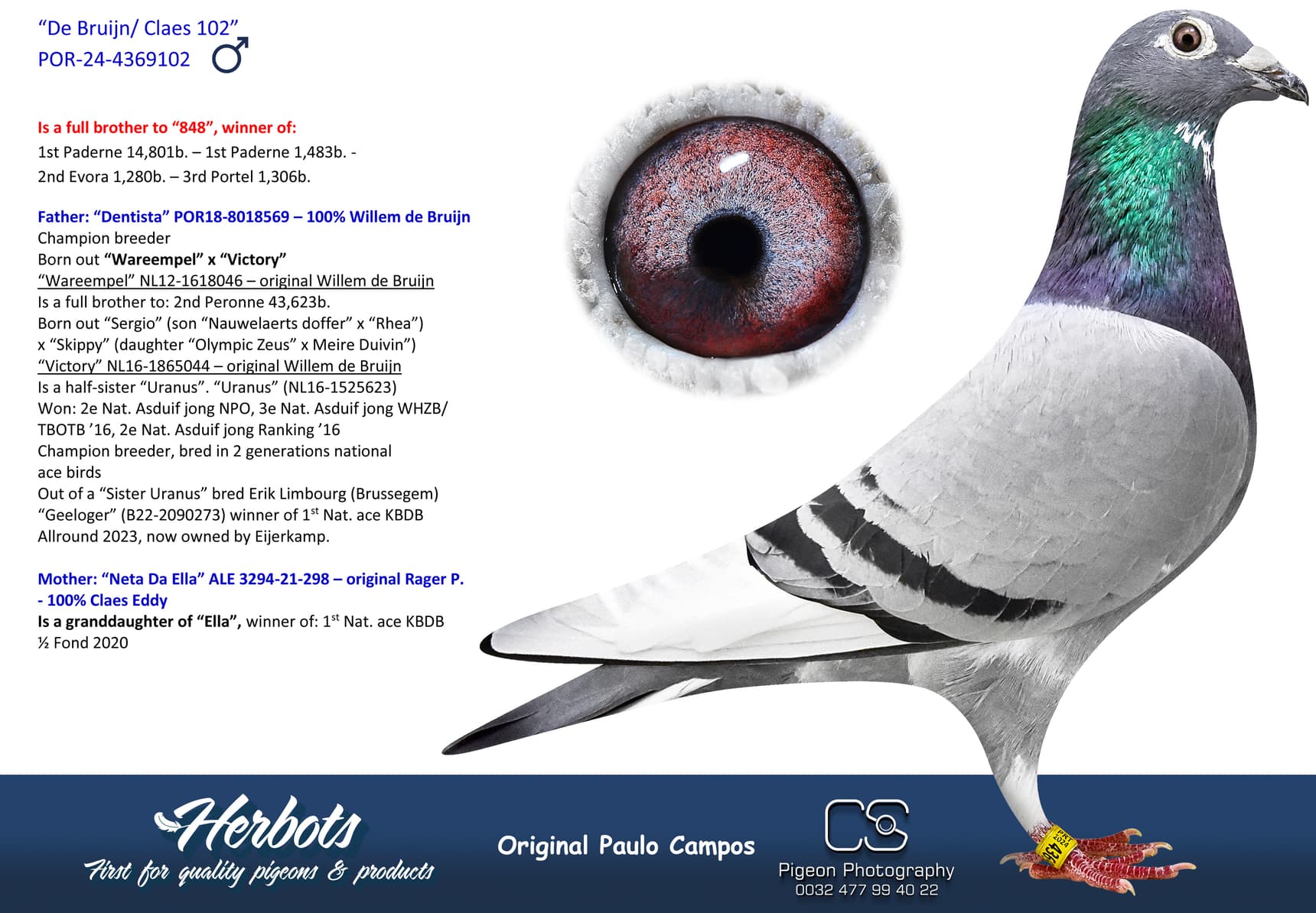 pigeon: undefined