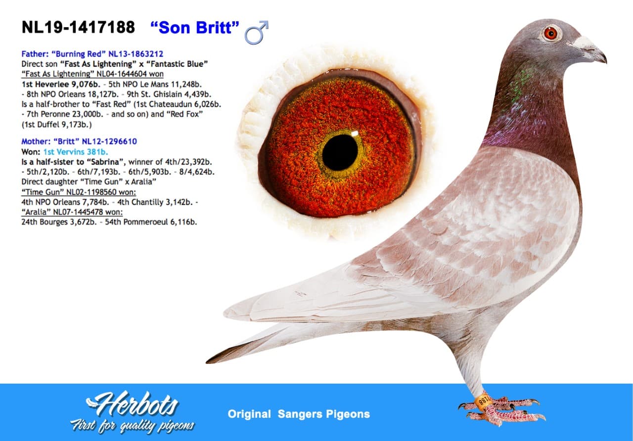 pigeon: undefined