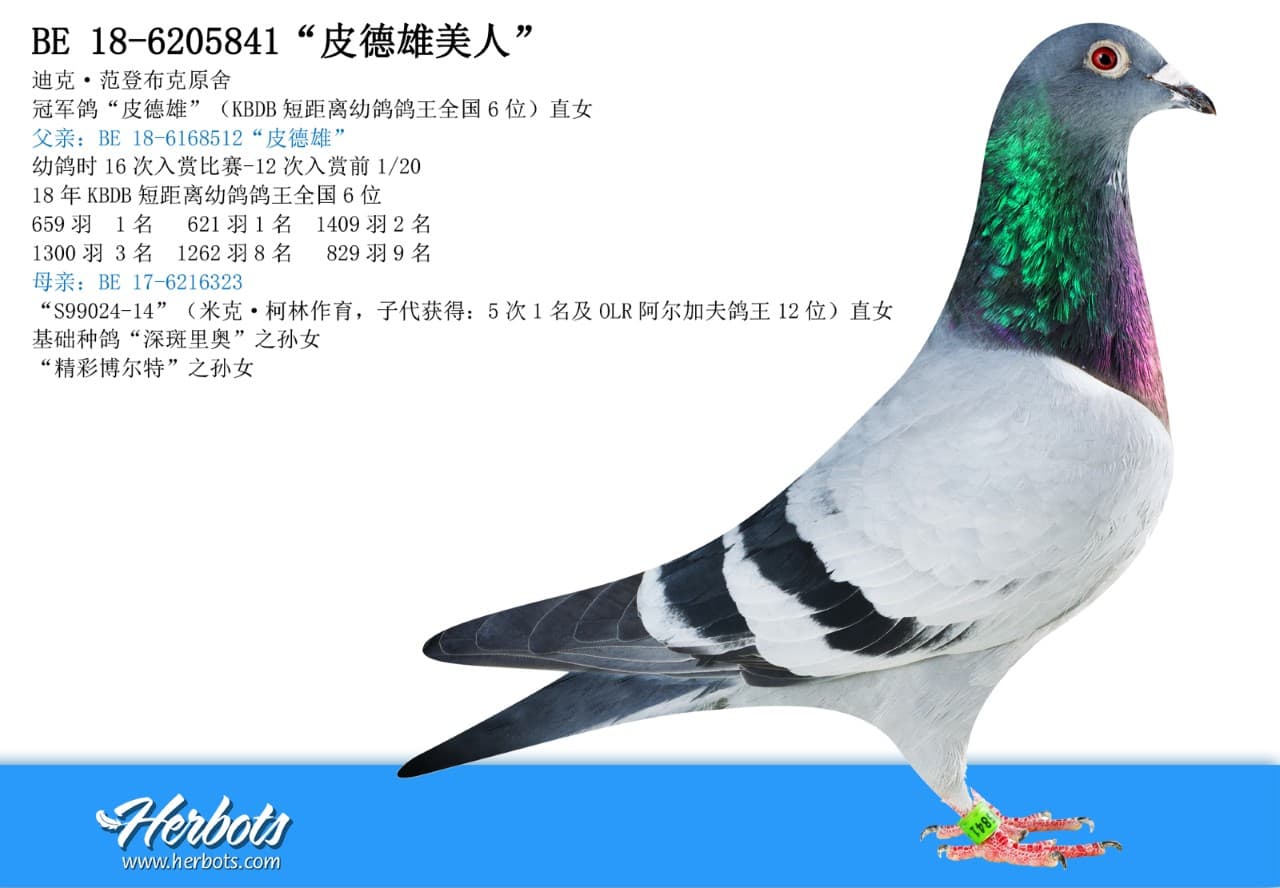 pigeon: undefined