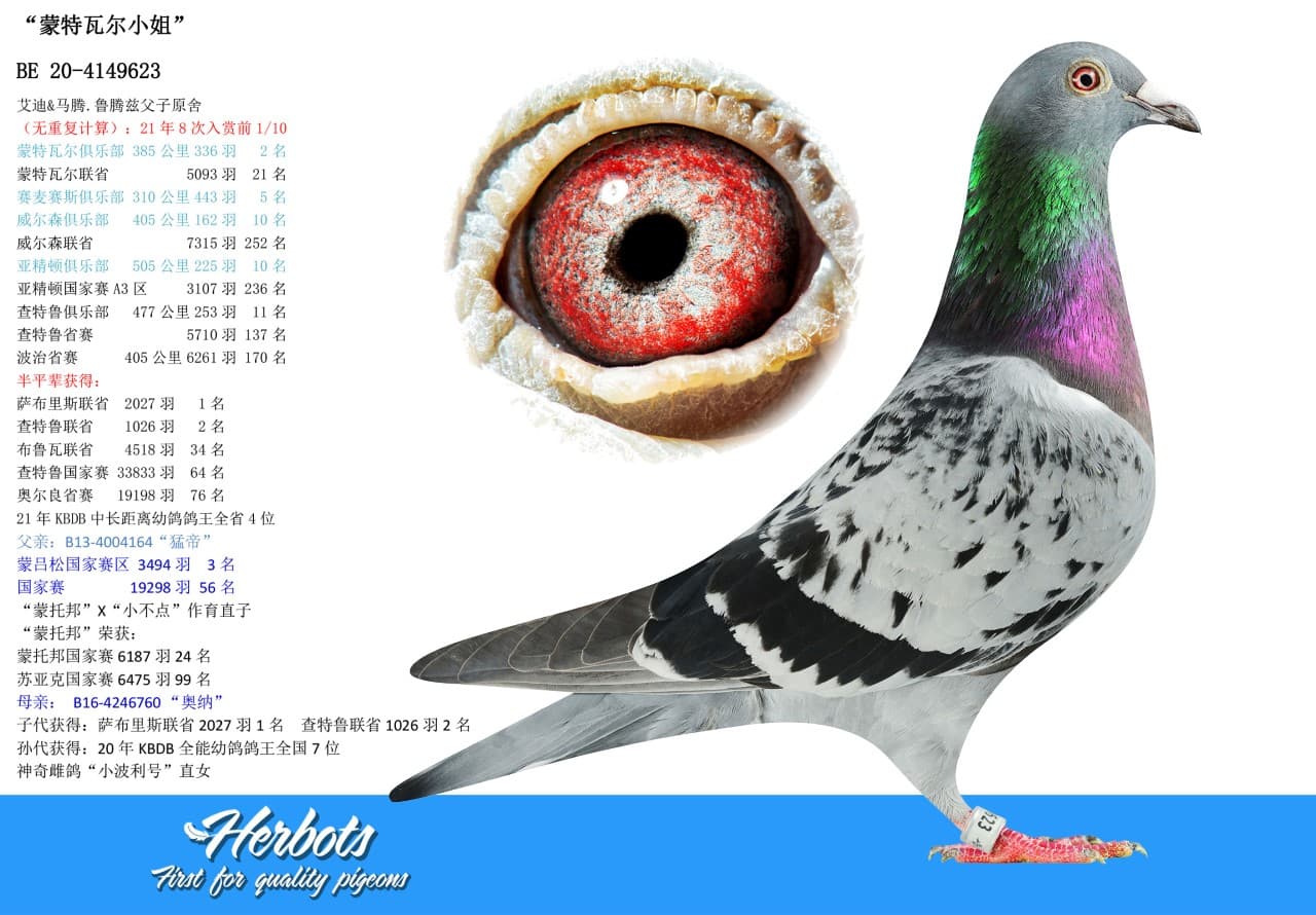 pigeon: undefined