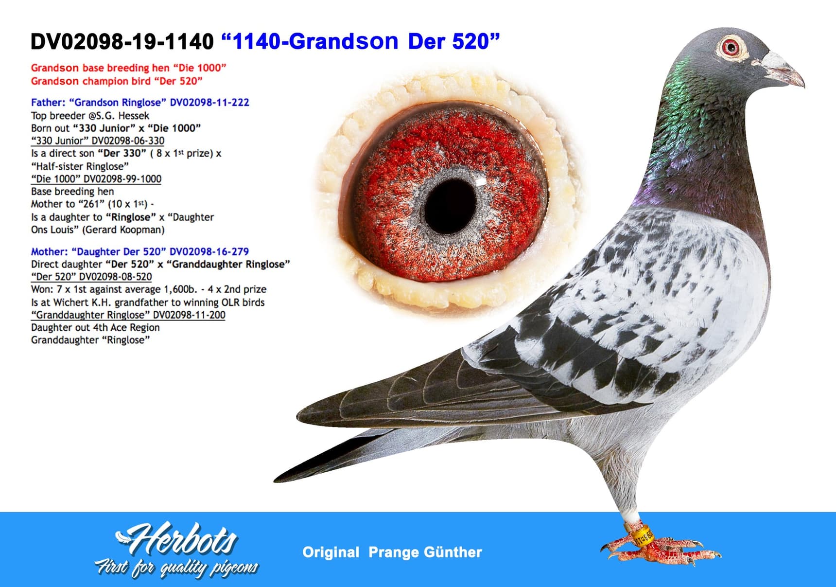 pigeon: undefined