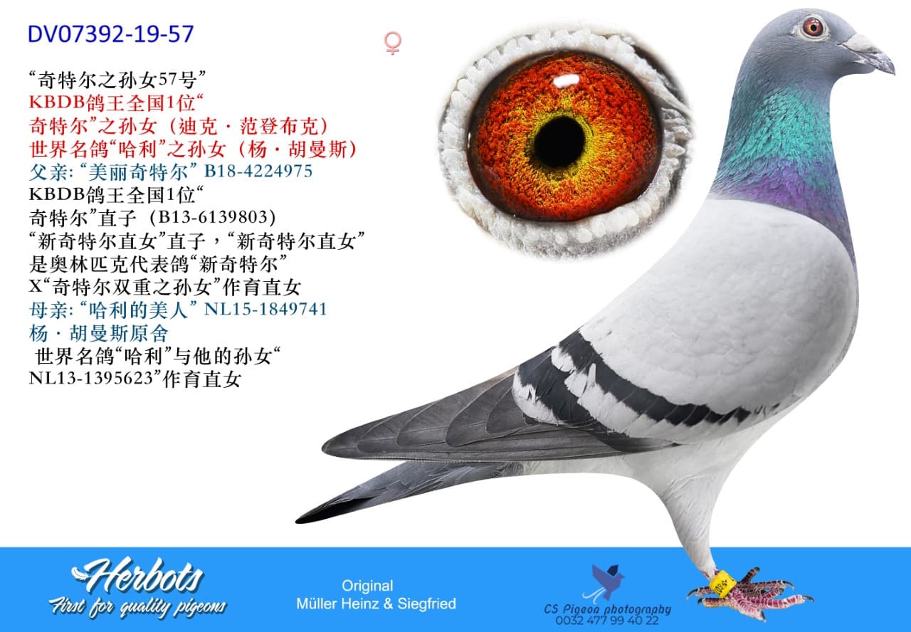 pigeon: undefined