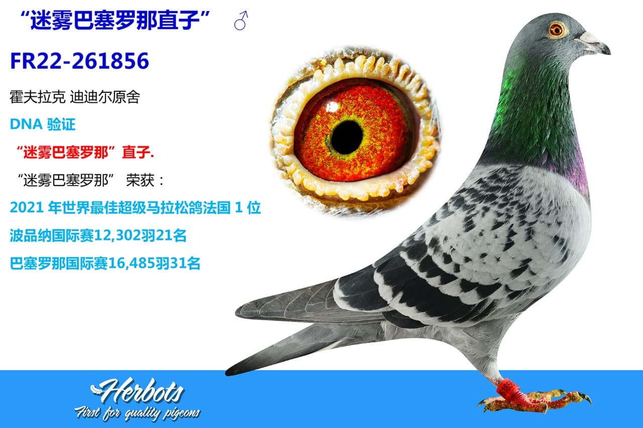 pigeon: undefined