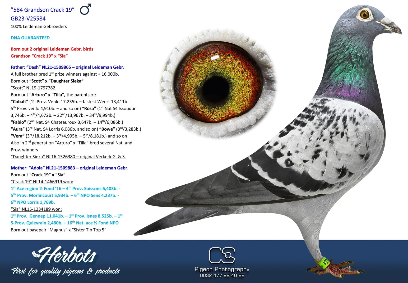pigeon: undefined
