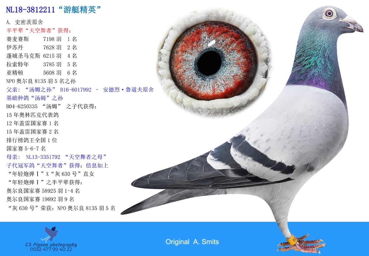 pigeon: undefined