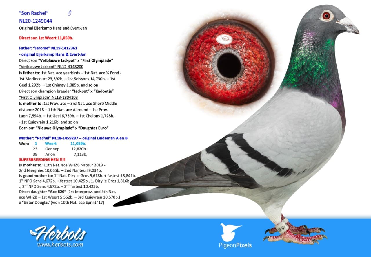 pigeon: undefined
