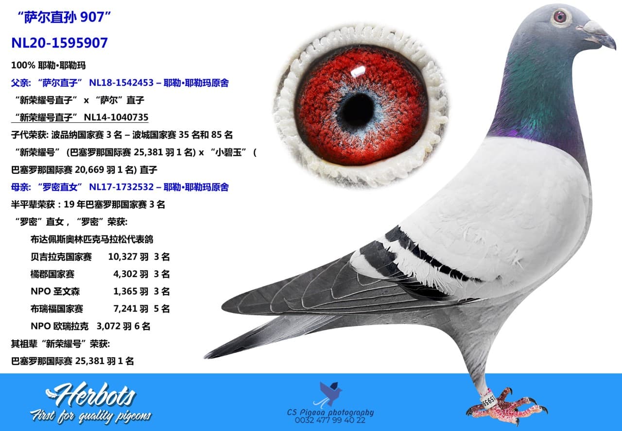 pigeon: undefined
