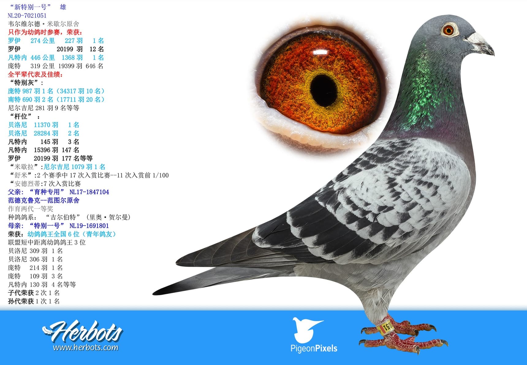 pigeon: undefined