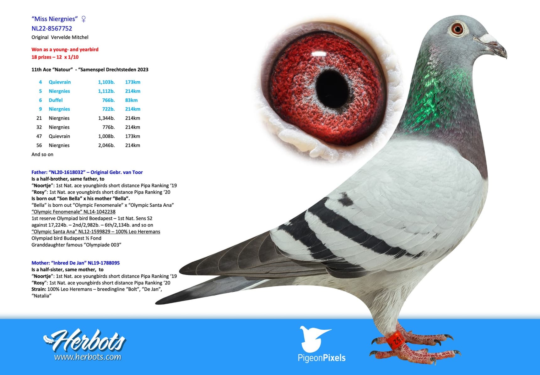 pigeon: undefined