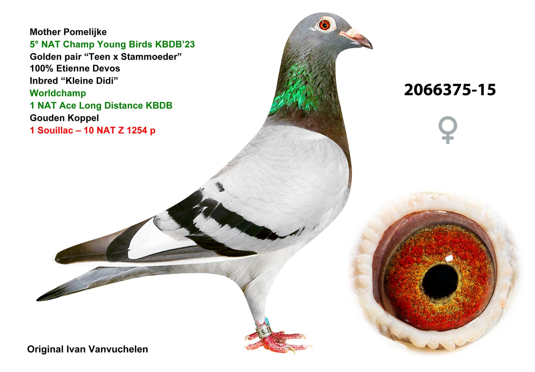 pigeon: undefined
