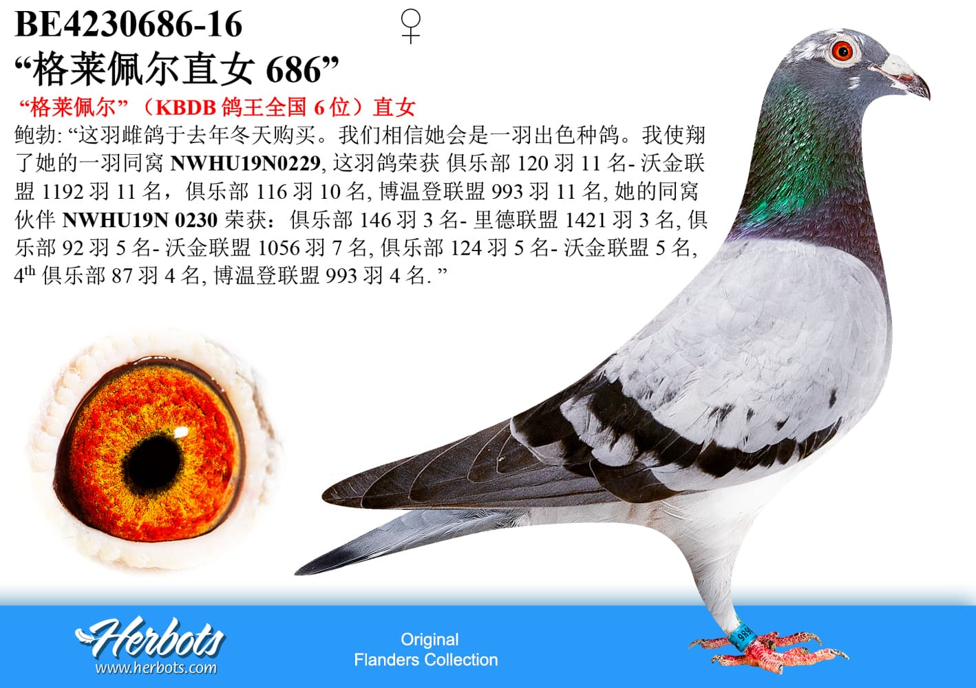 pigeon: undefined