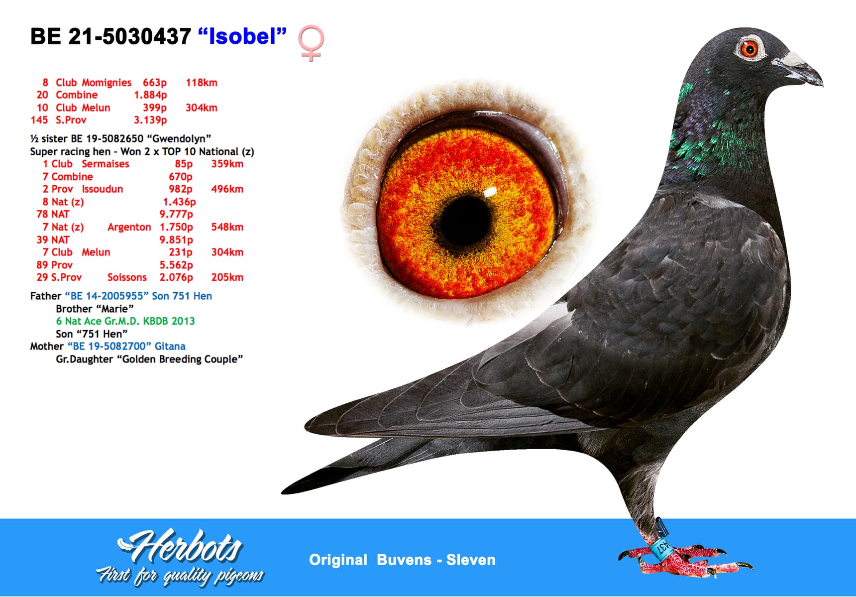 pigeon: undefined