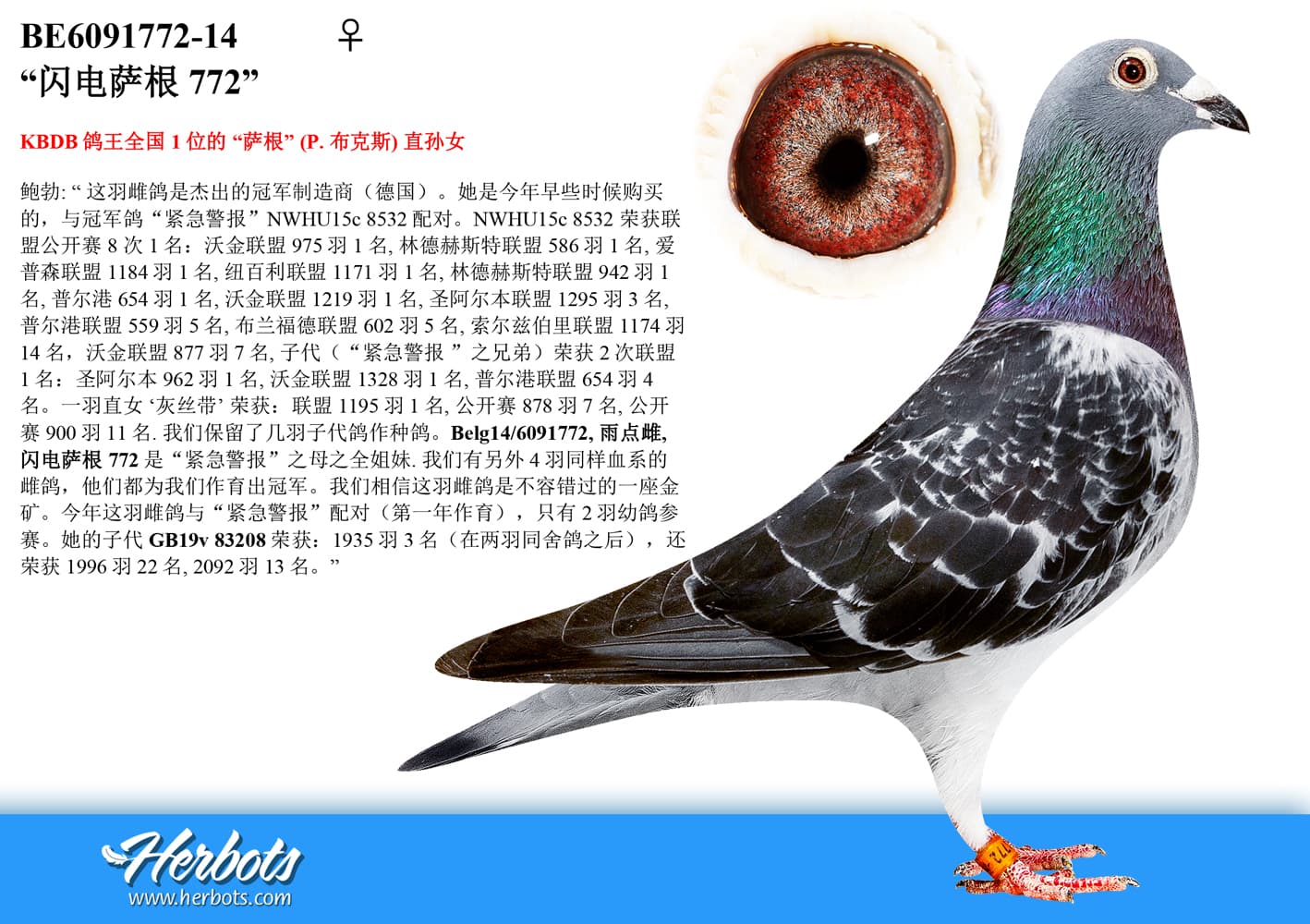 pigeon: undefined