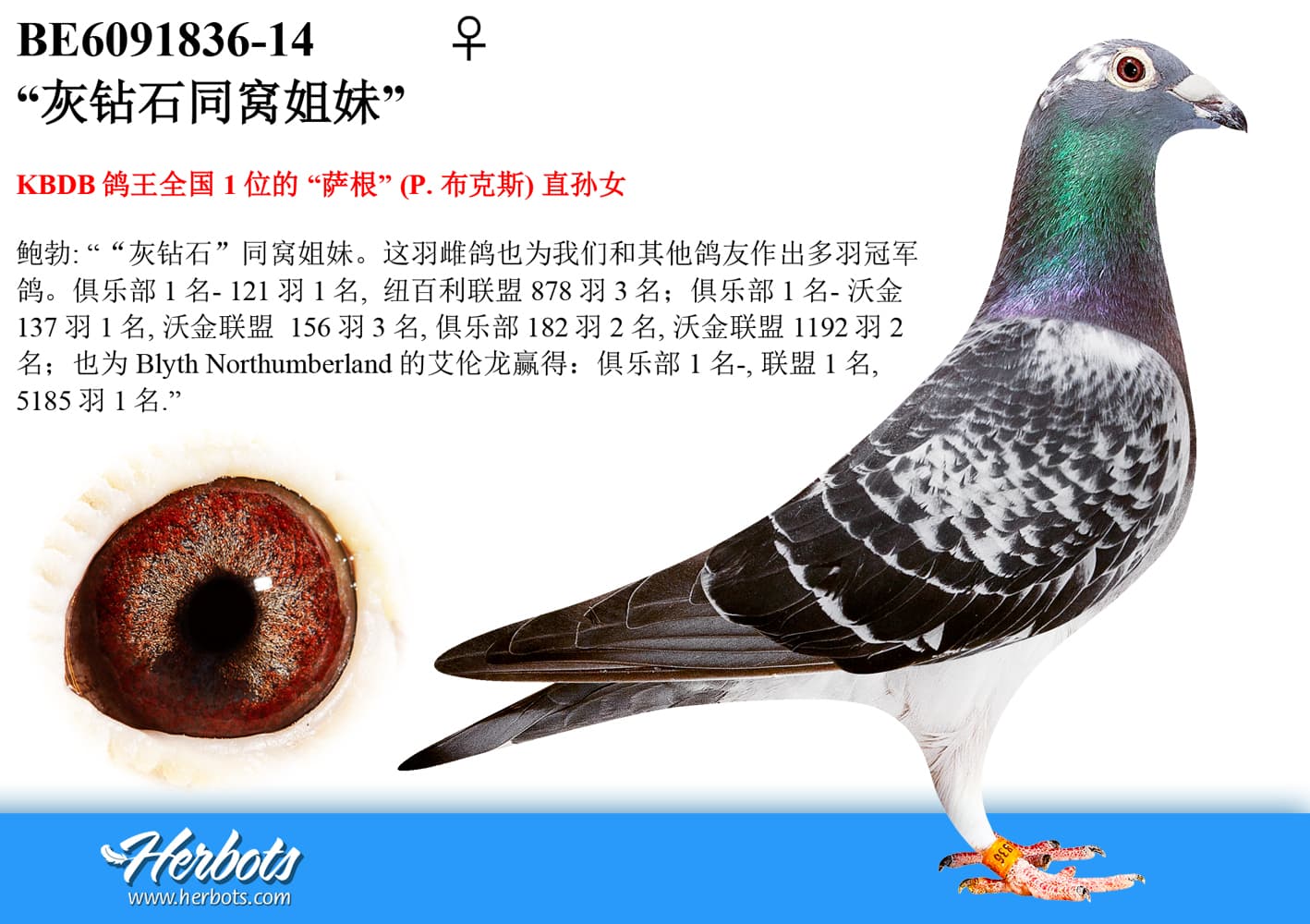 pigeon: undefined