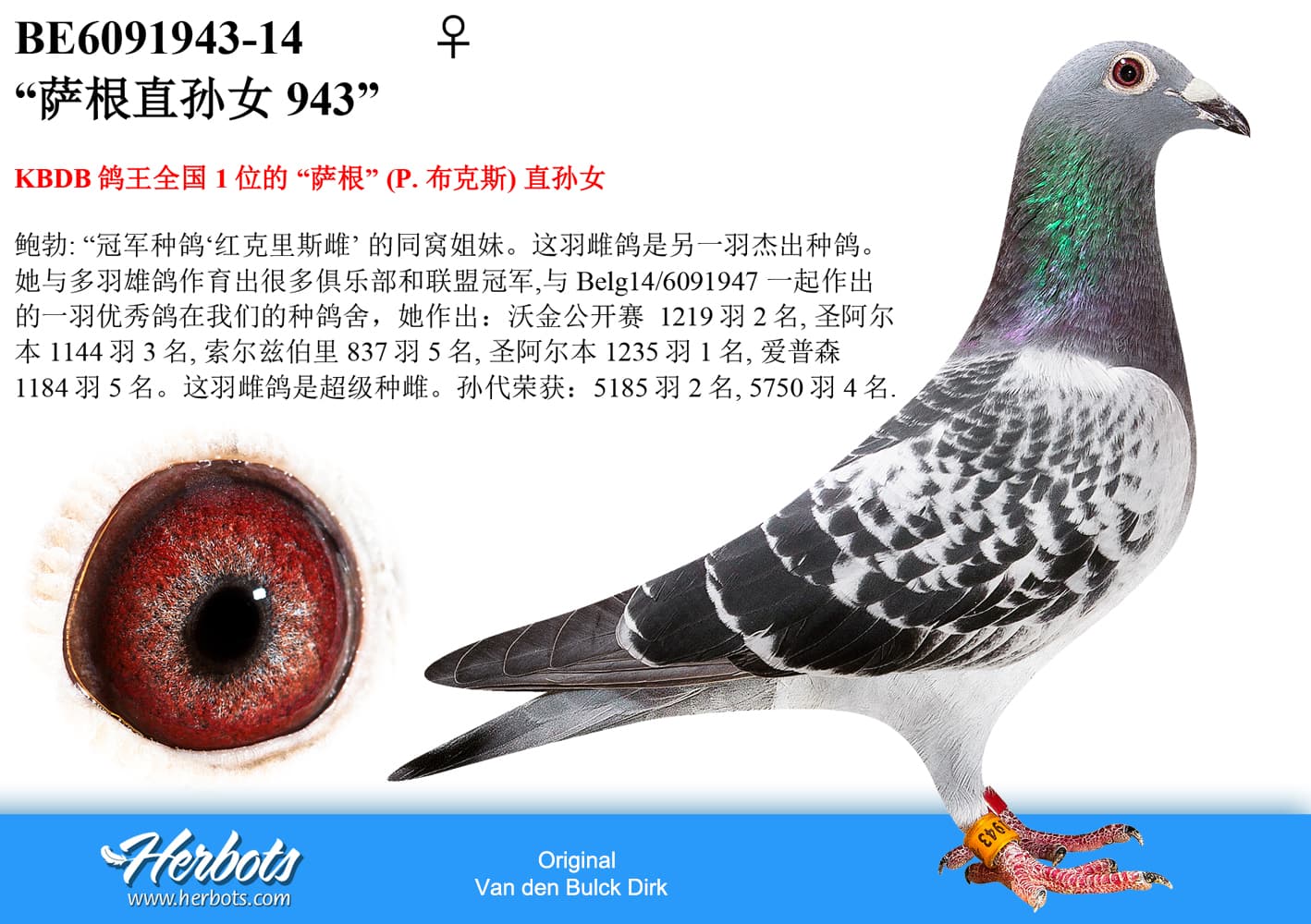 pigeon: undefined