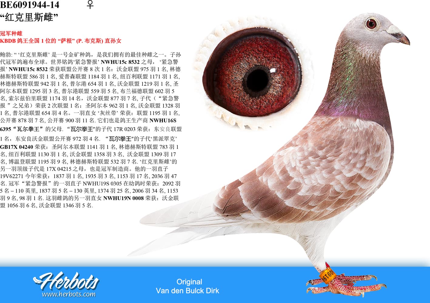 pigeon: undefined