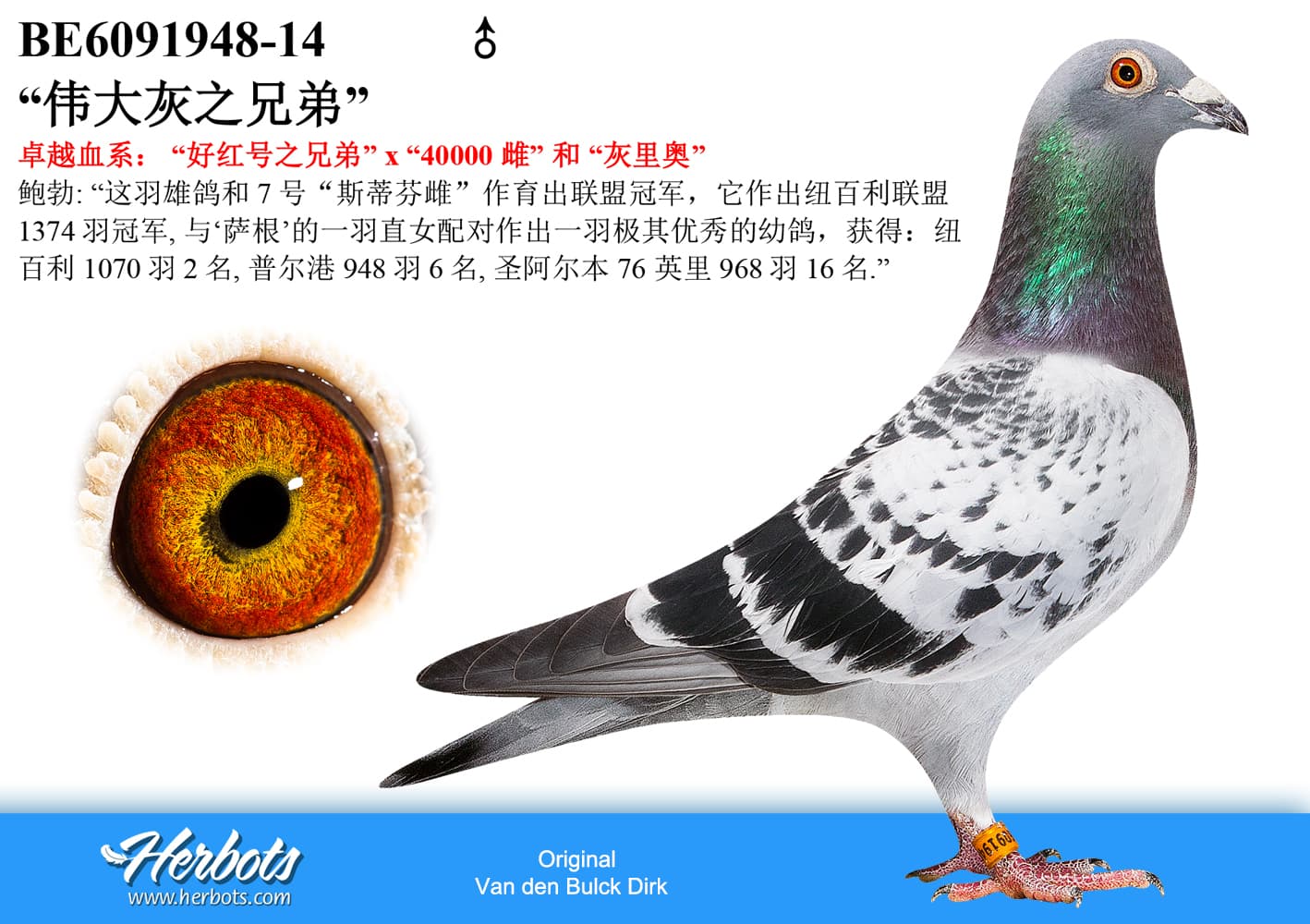 pigeon: undefined