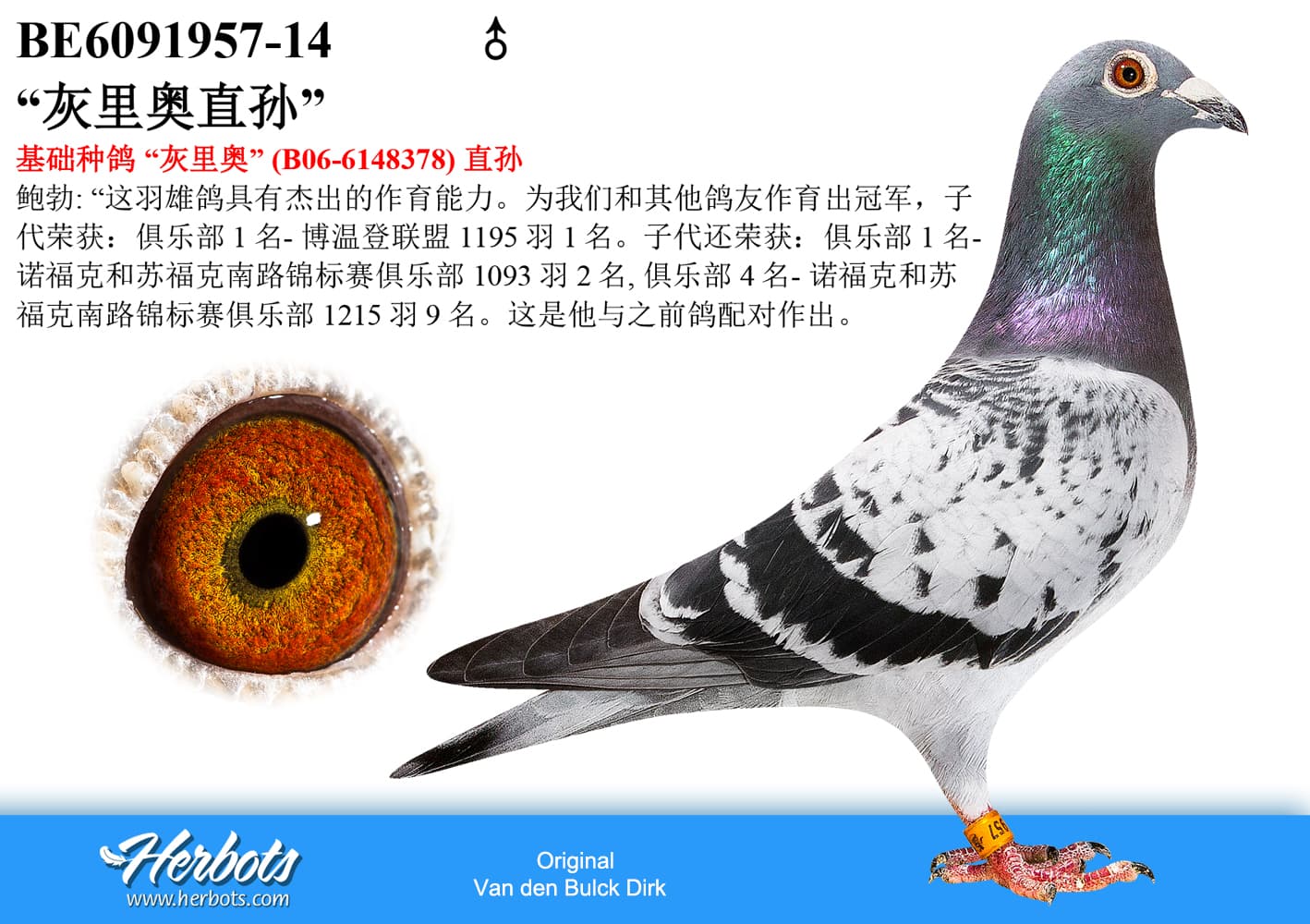 pigeon: undefined