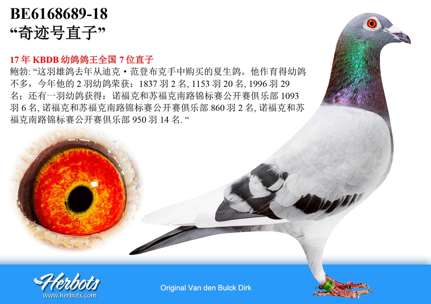 pigeon: undefined