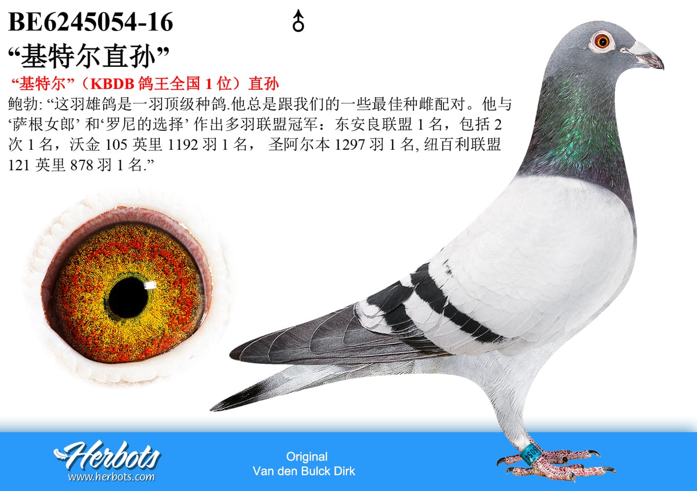 pigeon: undefined