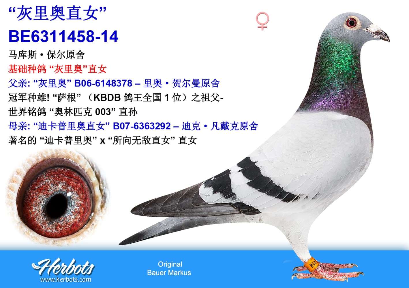 pigeon: undefined