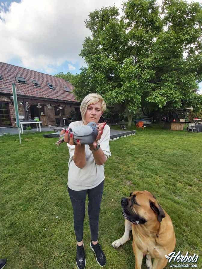 Verreckt-Rutten-Deplae, Tessenderlo, remportent deux fois la 2ème Provincial avec le même pigeon !