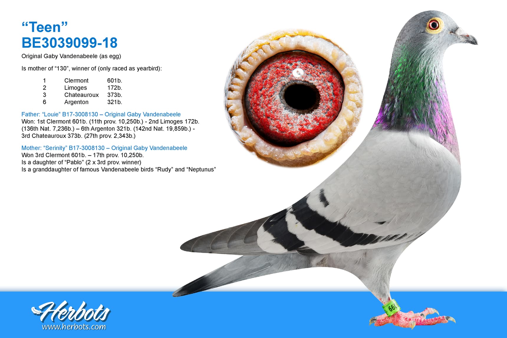 pigeon: undefined