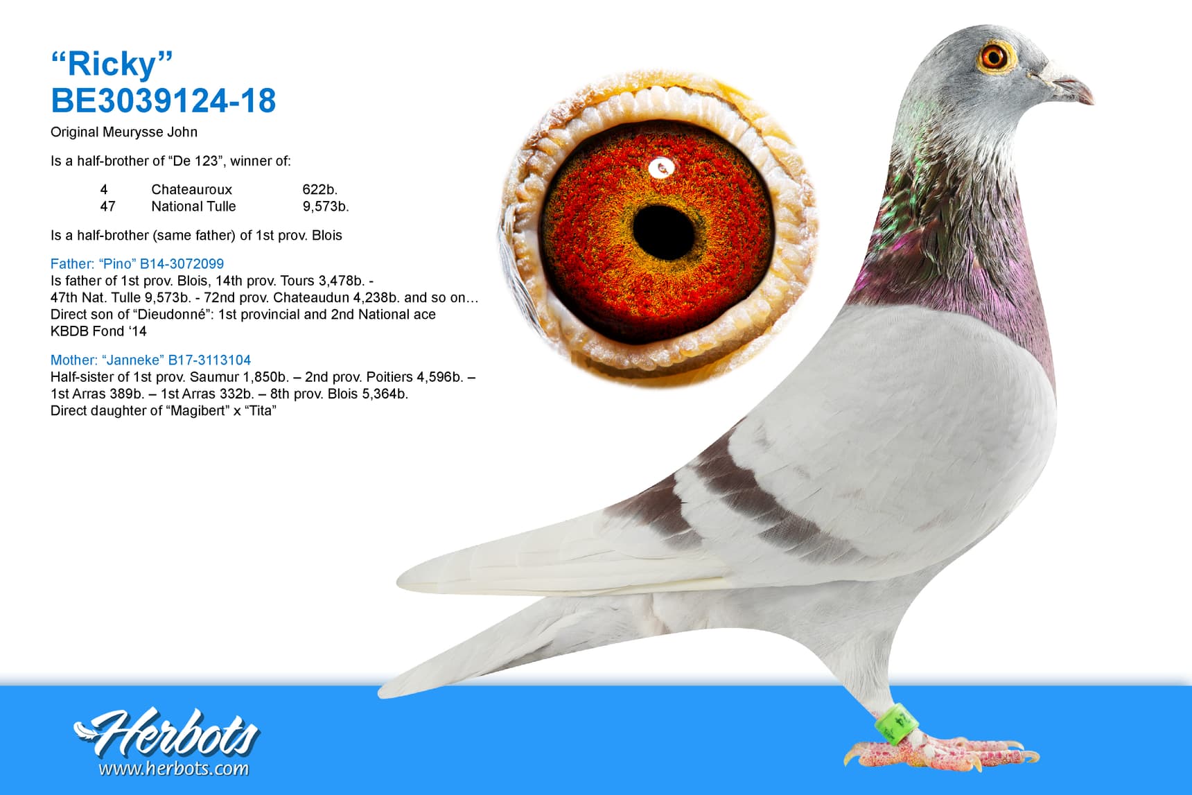 pigeon: undefined