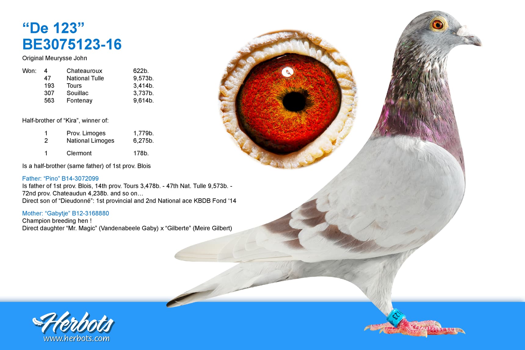pigeon: undefined