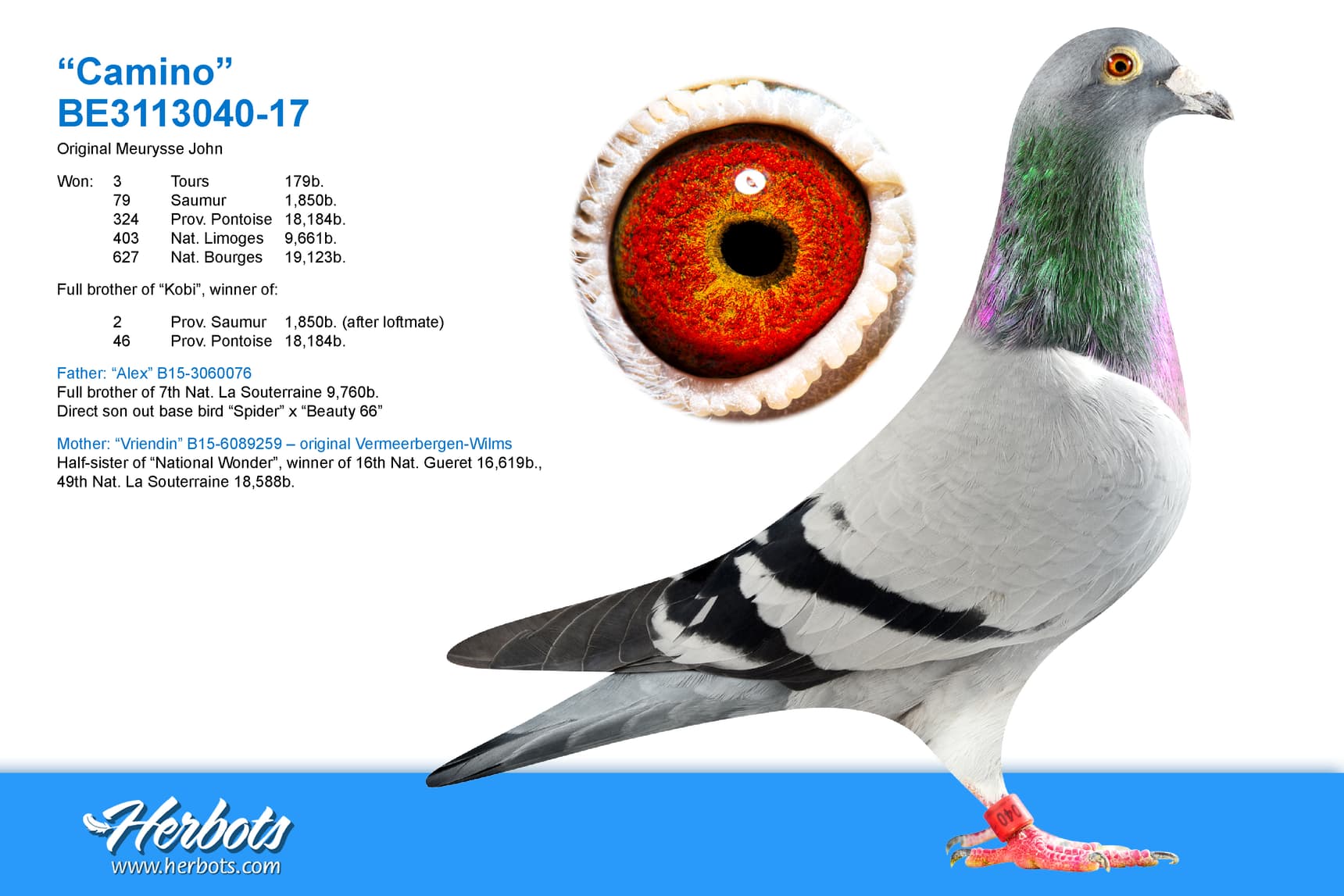 pigeon: undefined