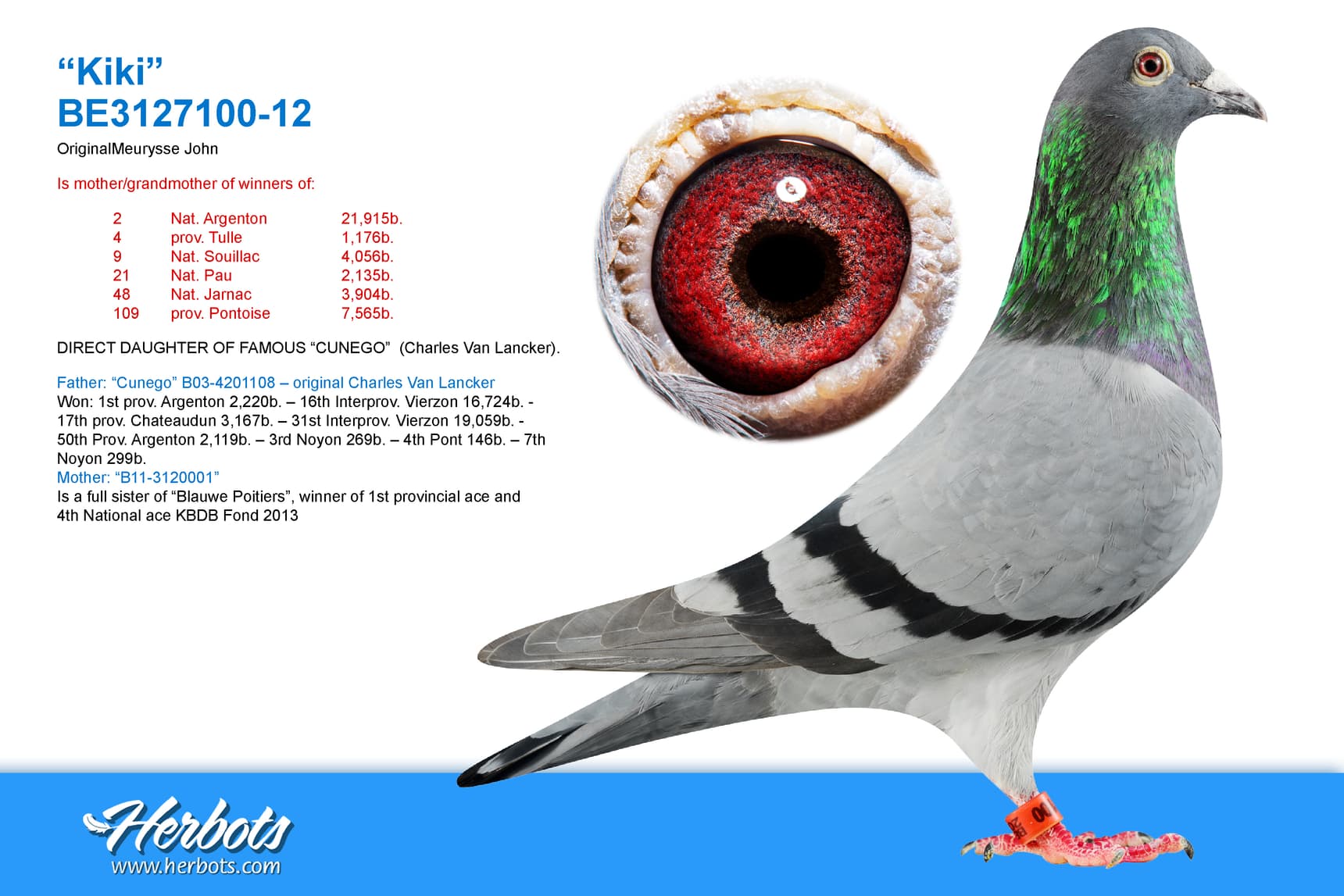 pigeon: undefined