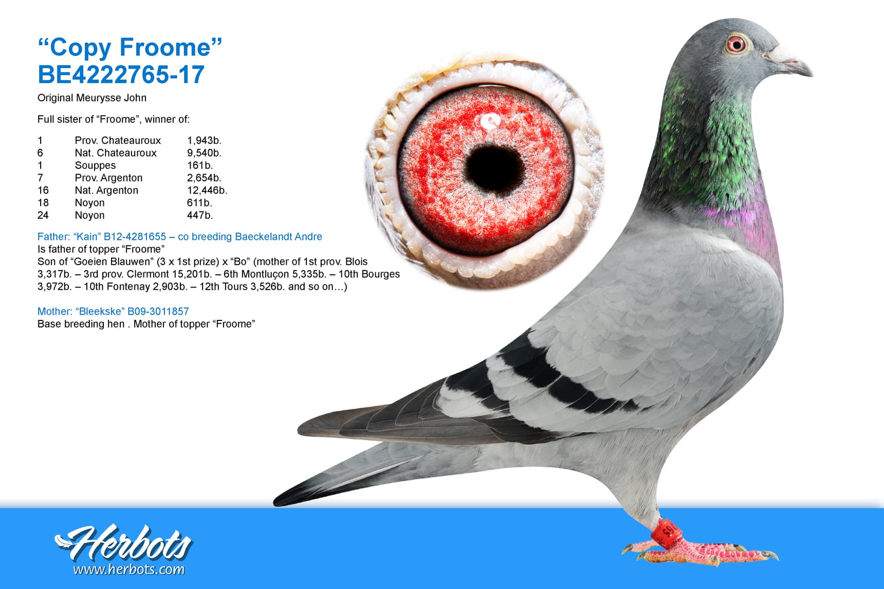 pigeon: undefined